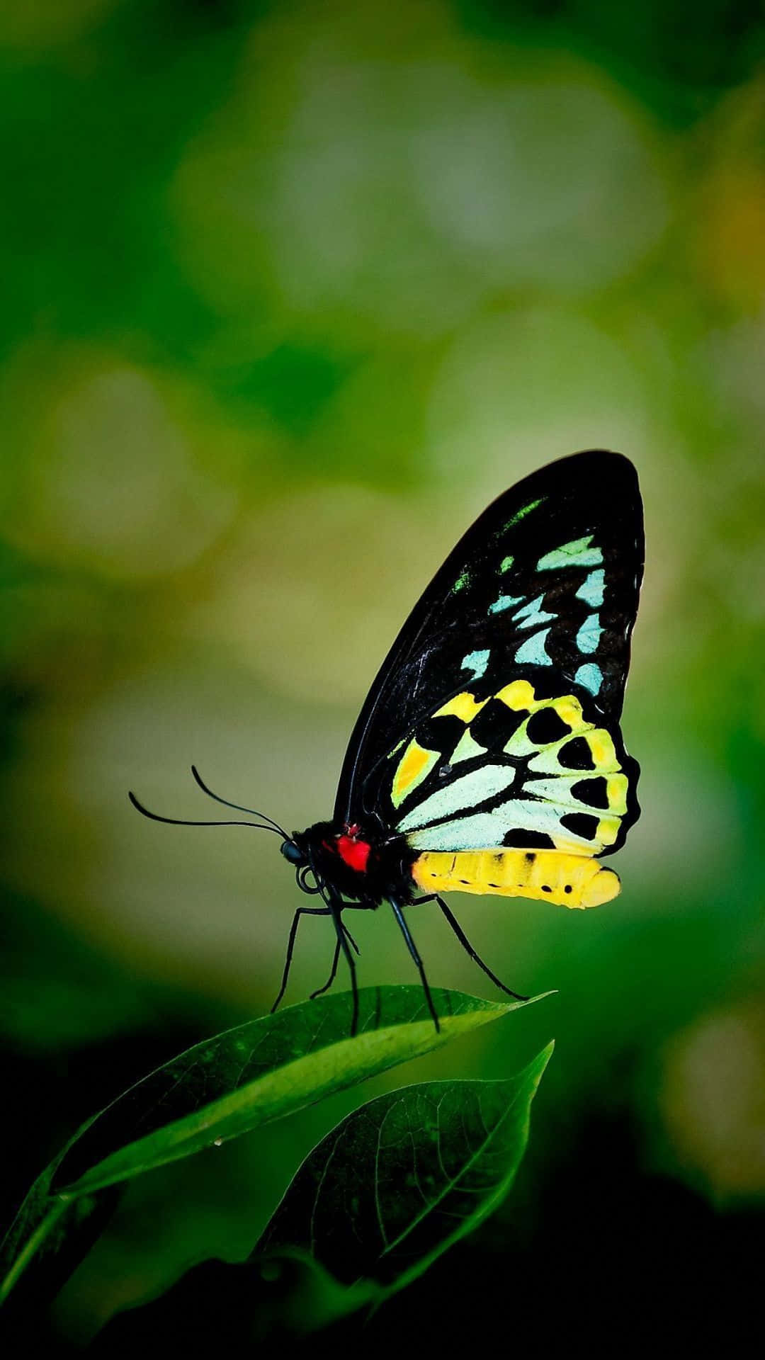 A vibrant butterfly basks in the warm sunlight" Wallpaper