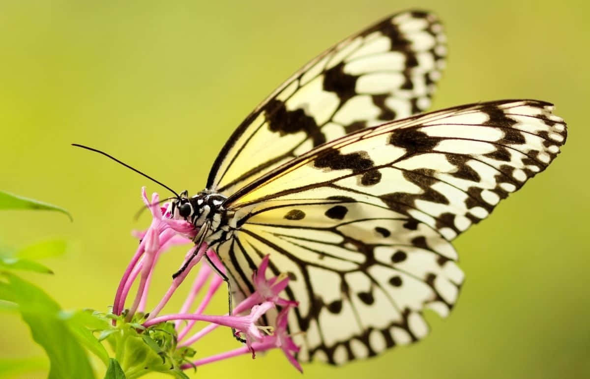 Be Wowed by the Beauty of Butterfly Photography" Wallpaper