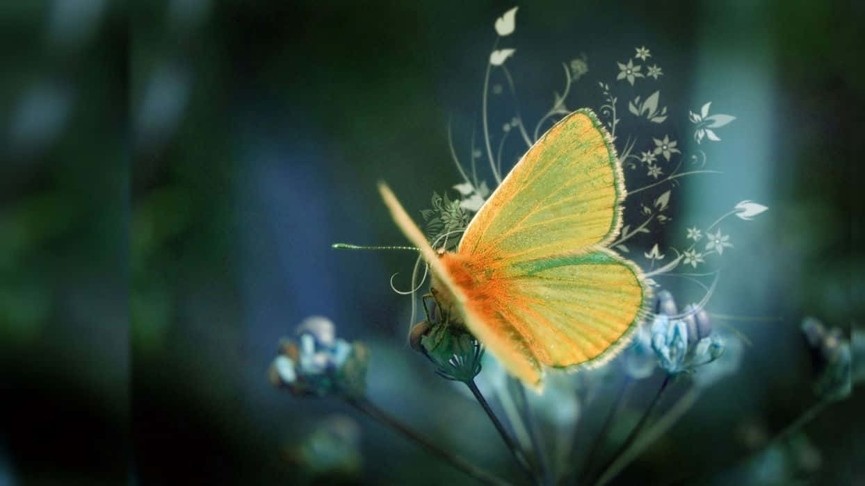 Captured in Nature: Butterfly Photography Wallpaper