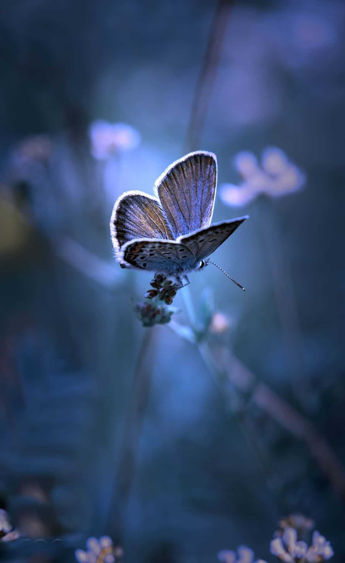 Take a peek into the beautiful world of butterflies Wallpaper