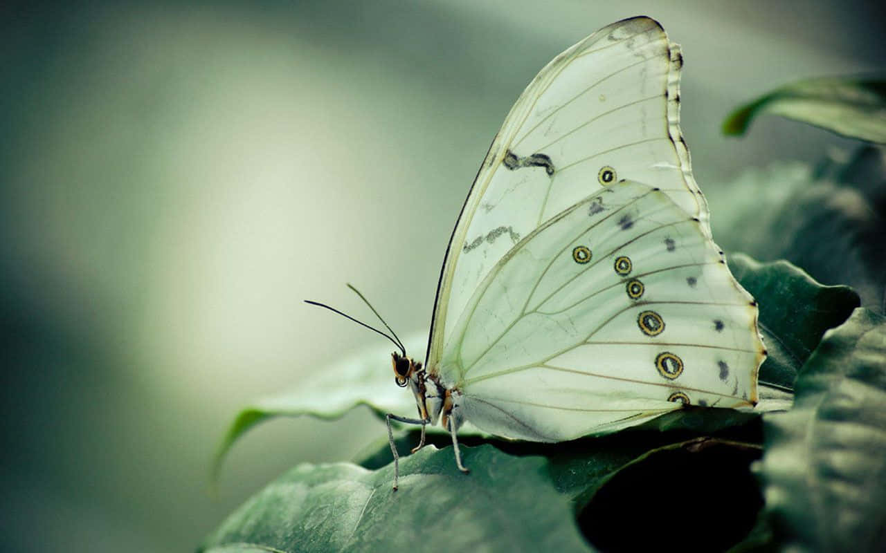 Majestic Monarch Butterfly Wallpaper
