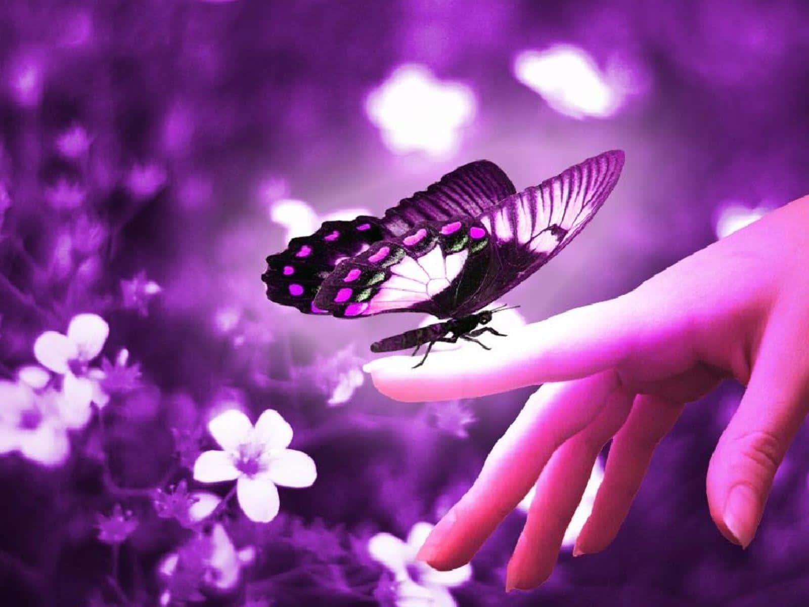 The beauty of a butterfly in flight. Wallpaper
