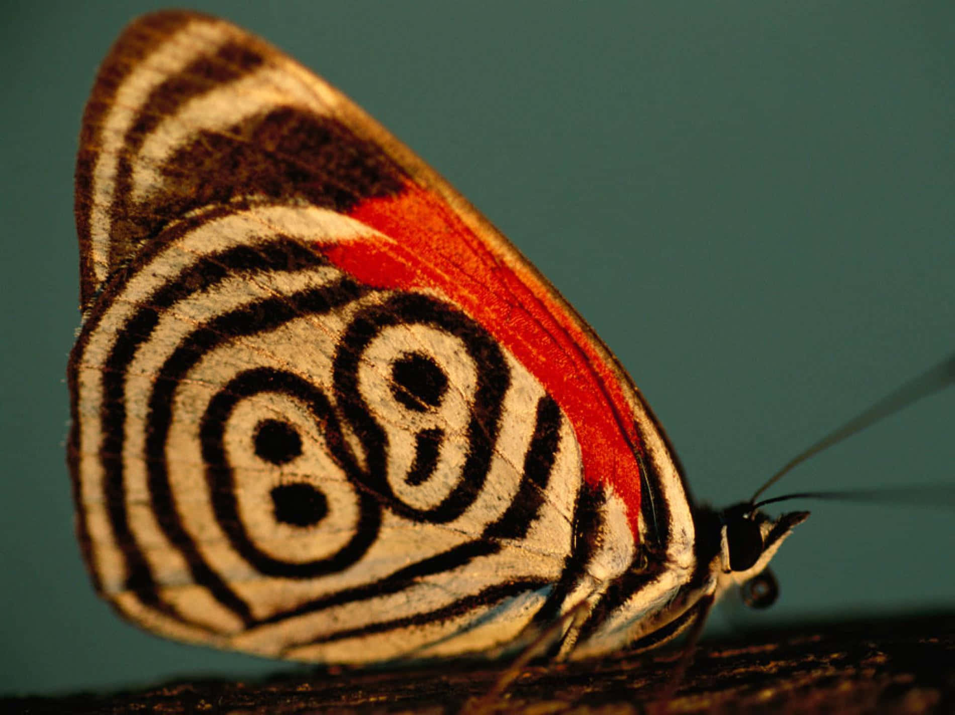 "The Joy of Capturing Butterflies - Butterfly Photography" Wallpaper