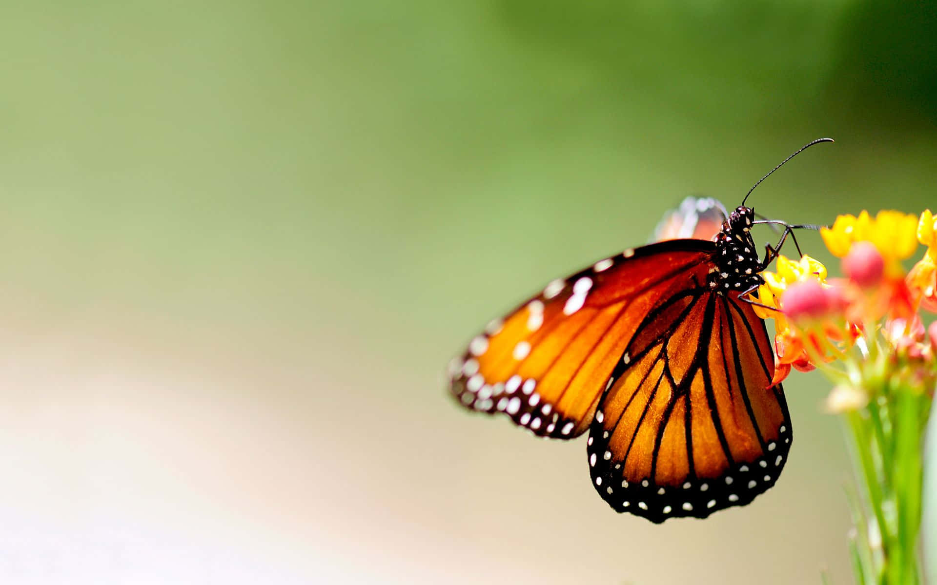 "A beautiful orange and black butterfly captured in nature" Wallpaper
