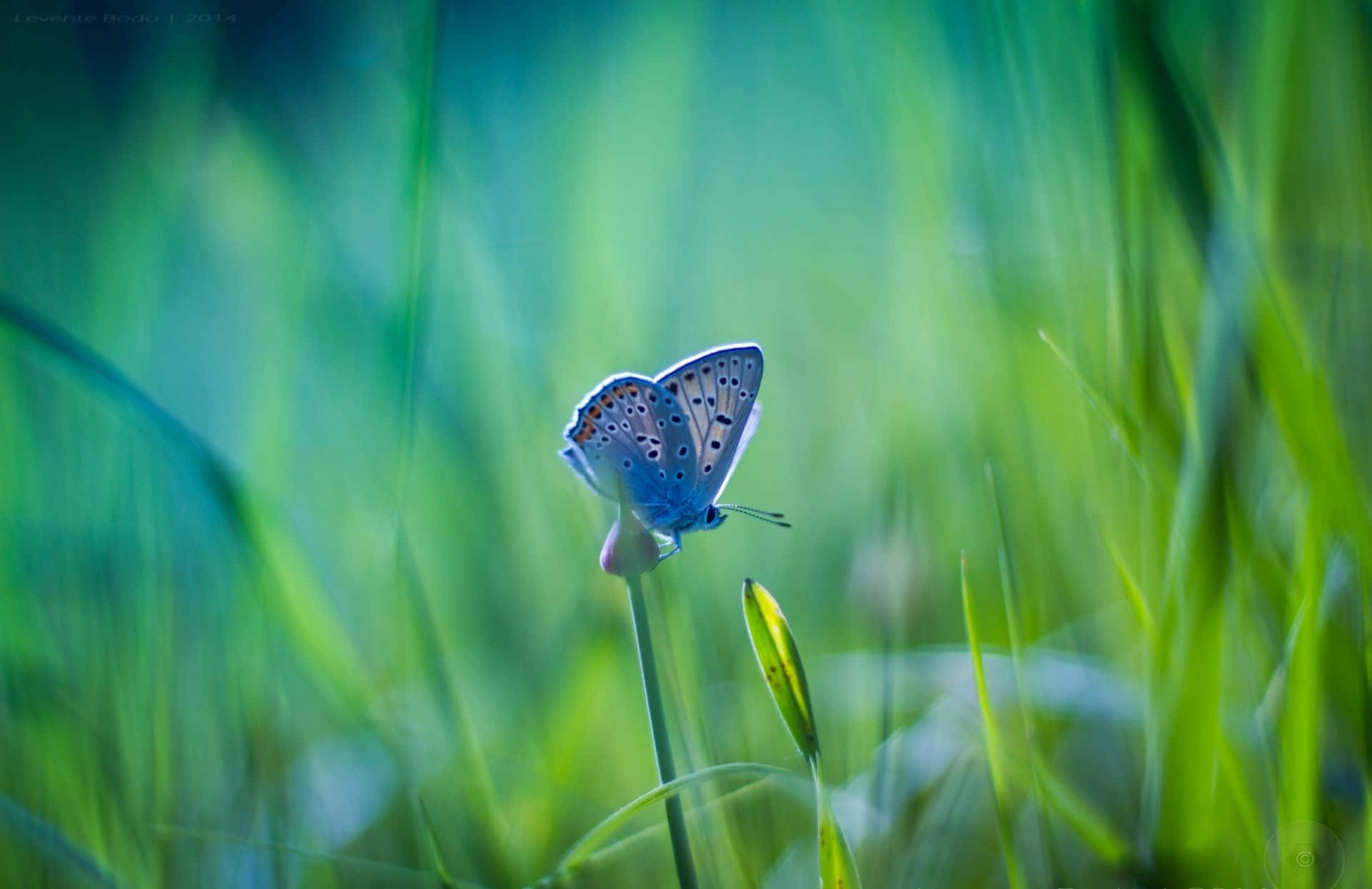 Delicate Beauty | Butterfly Photography Wallpaper
