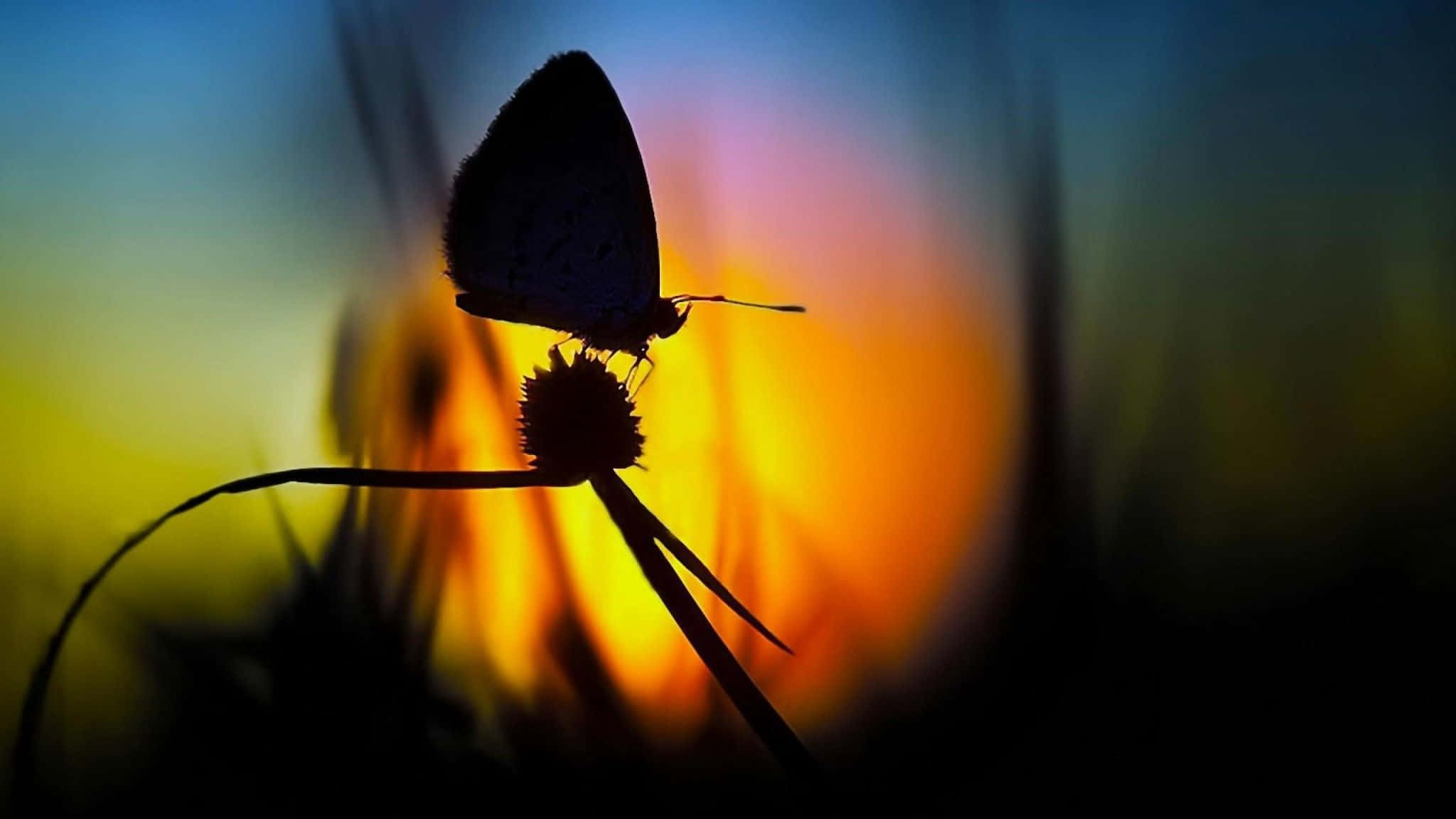 Harmonious Harmony of Colorful Butterfly Photography Wallpaper