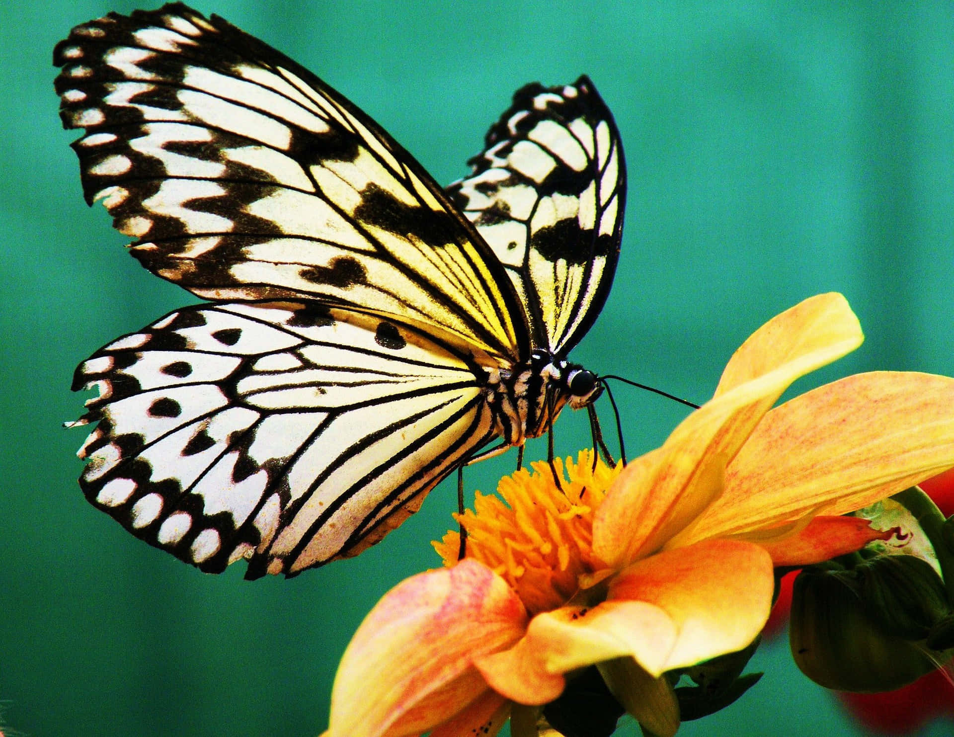 A butterfly dances among an array of bright flowers Wallpaper