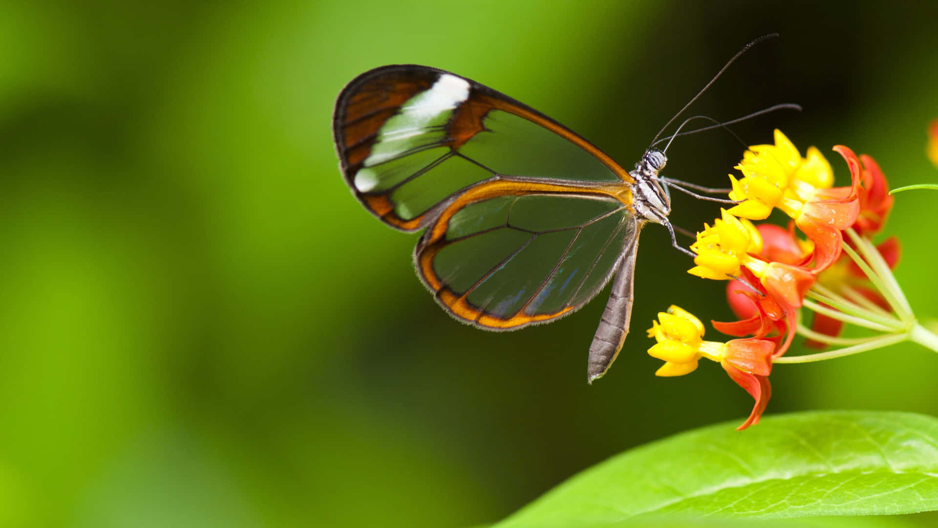 A beautiful Monarch butterfly perched on a lavender flower in bloom Wallpaper