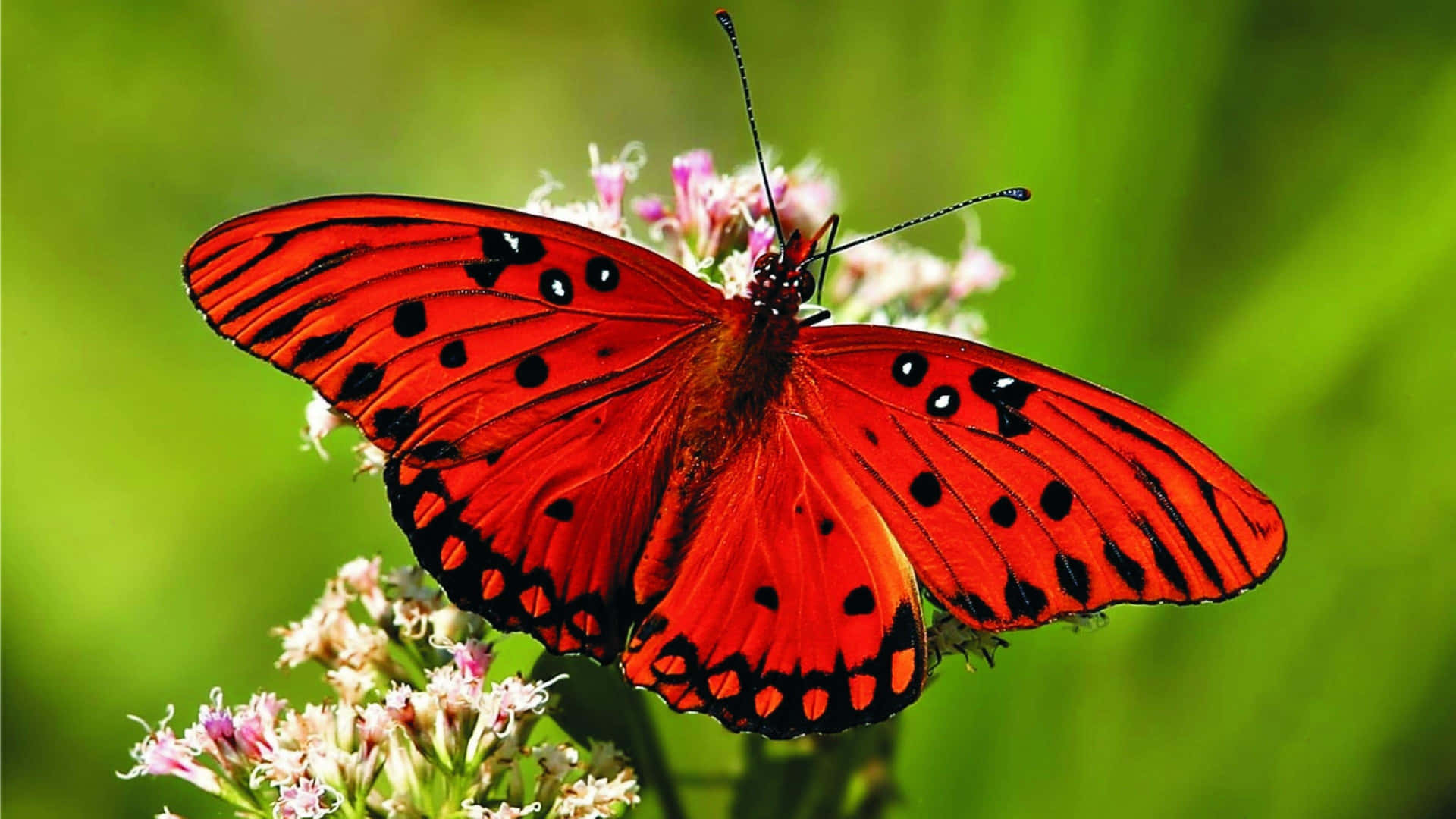 Close-up of a Vibrant Butterfly Wallpaper