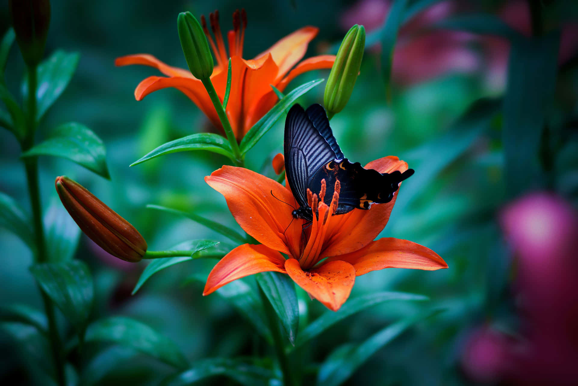 Colorful Butterfly in the Garden Wallpaper