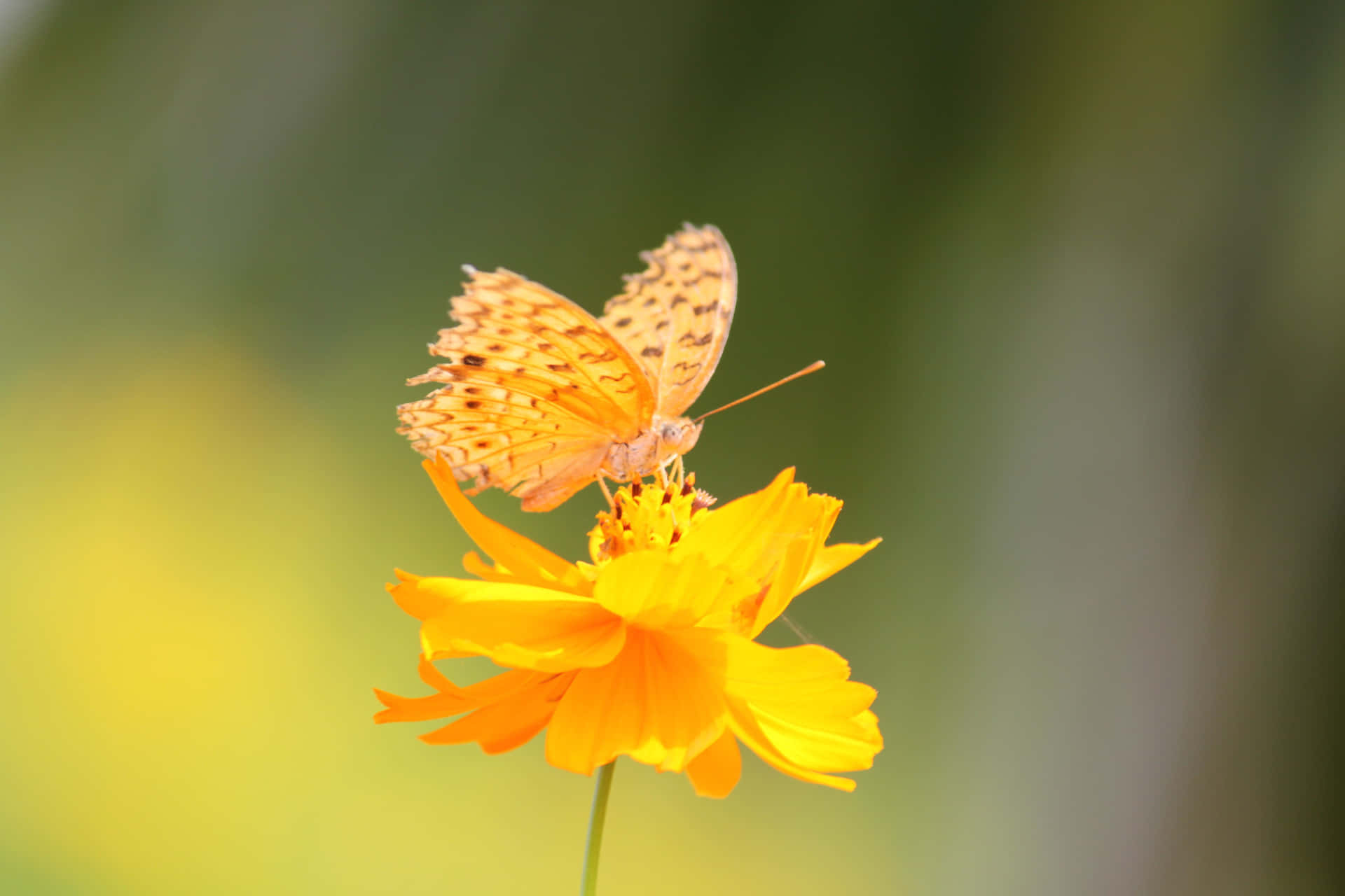 Butterfly Encounter" Wallpaper