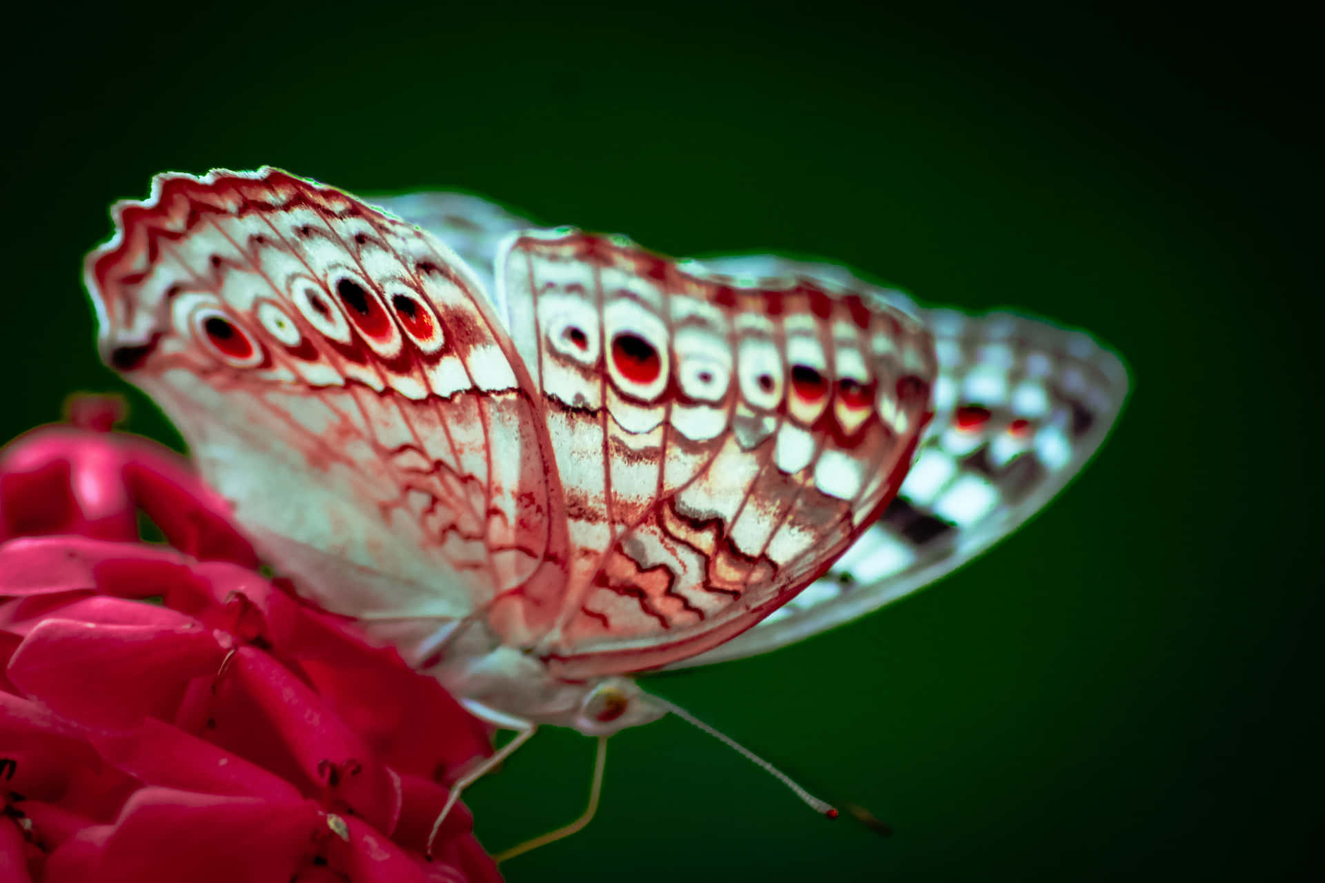 Colourful Butterfly Photography Wallpaper