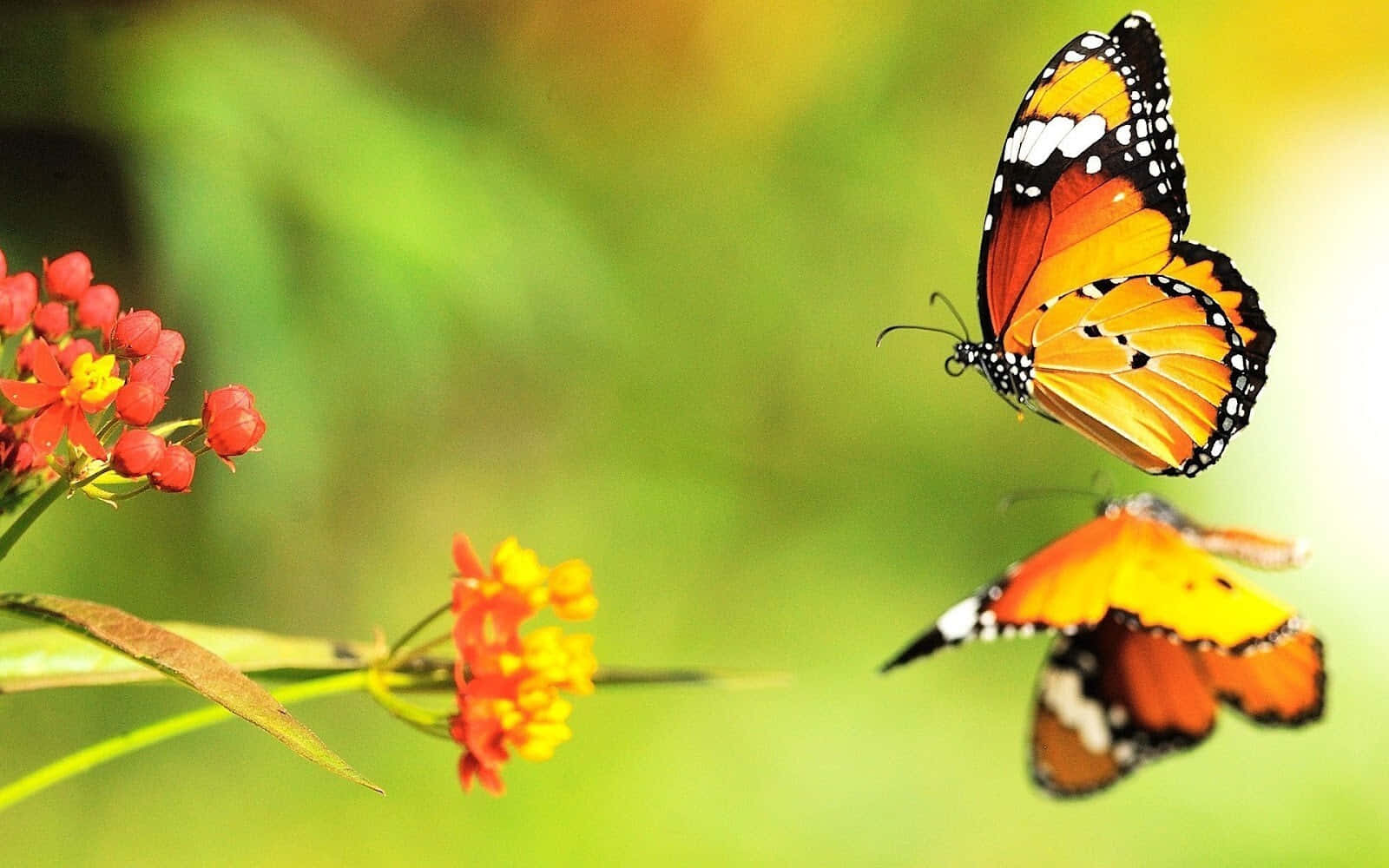 A vibrant and colorful butterfly sits atop a flower in nature. Wallpaper