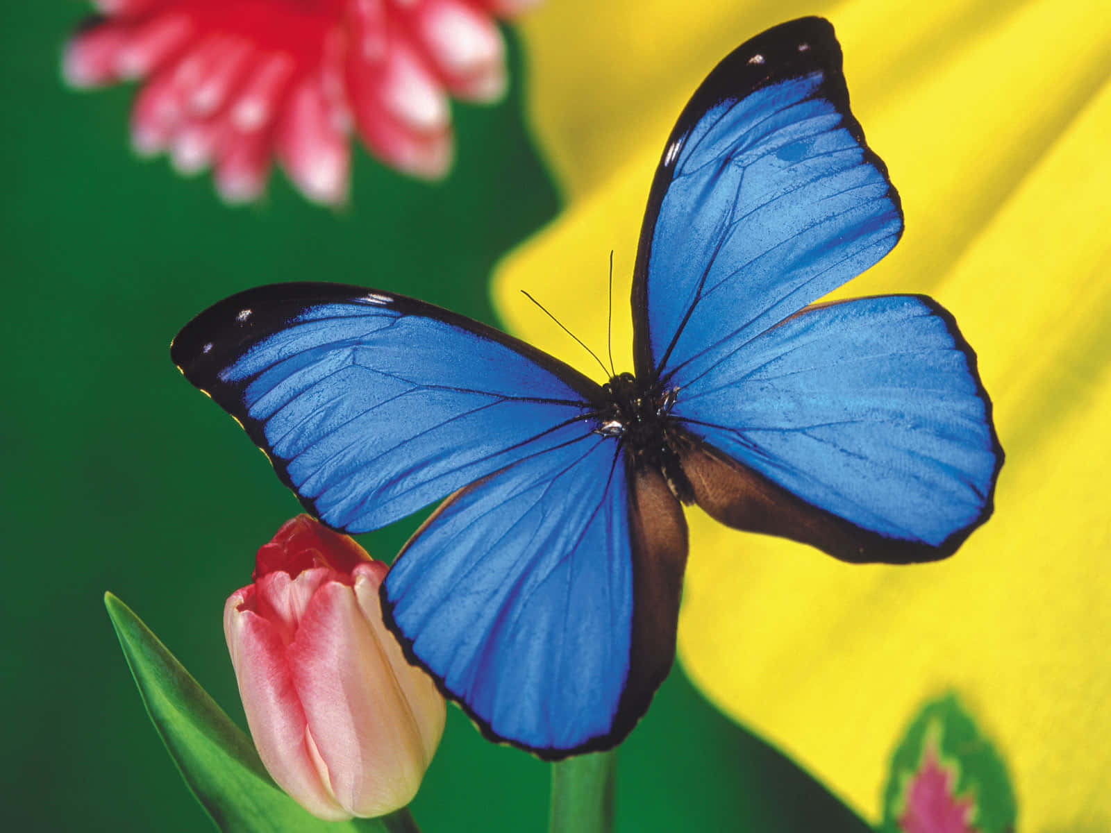'Beautiful and Colorful Butterfly' Wallpaper