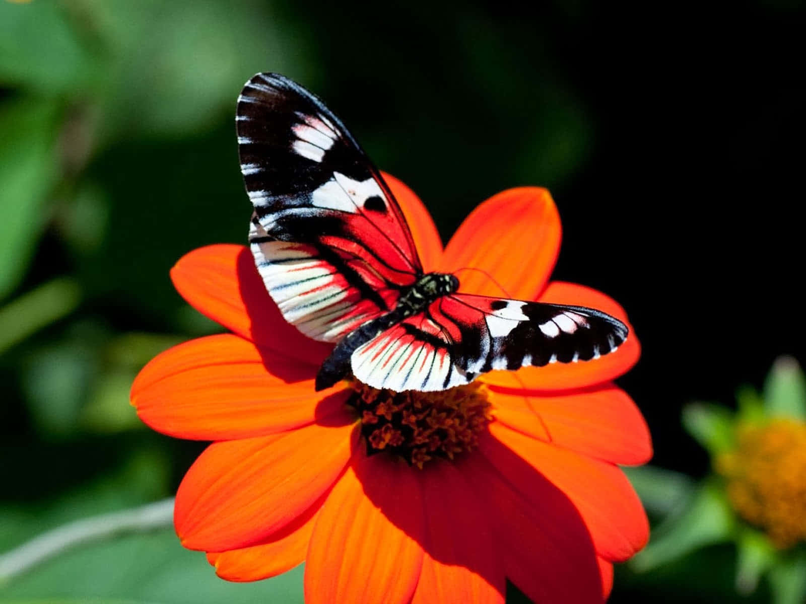 "A Majestic Monarch Butterfly Spreads Its Ornate Wings" Wallpaper