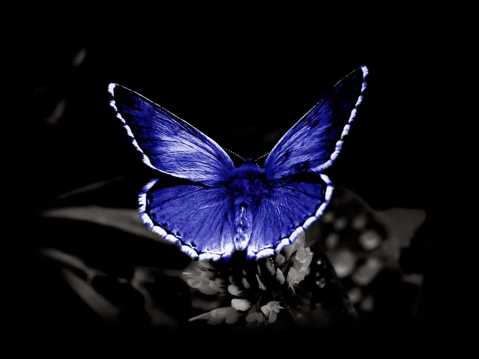 A stunning butterfly poised on a flower Wallpaper
