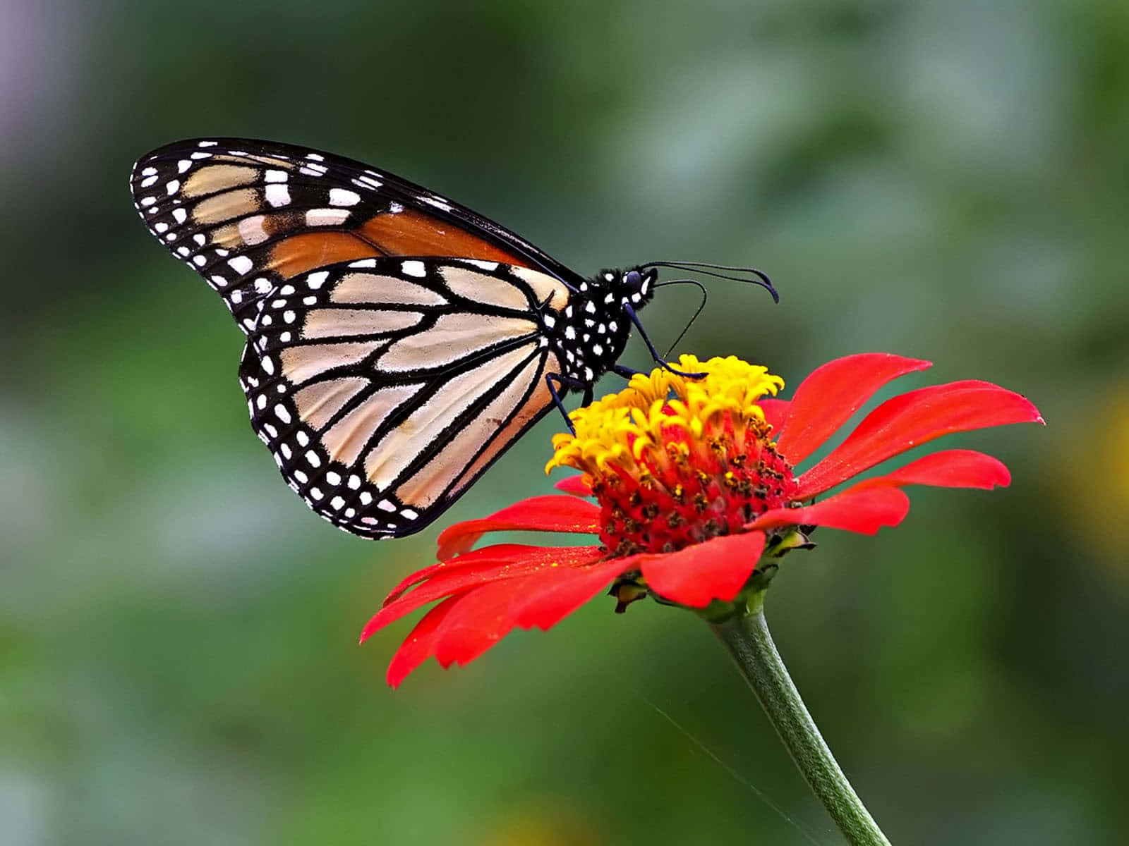 "A Butterfly Enjoying A Colorful Scene" Wallpaper