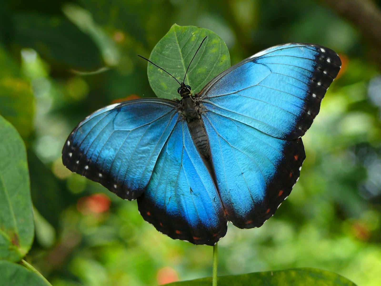 A beautiful butterfly perched atop a flower Wallpaper