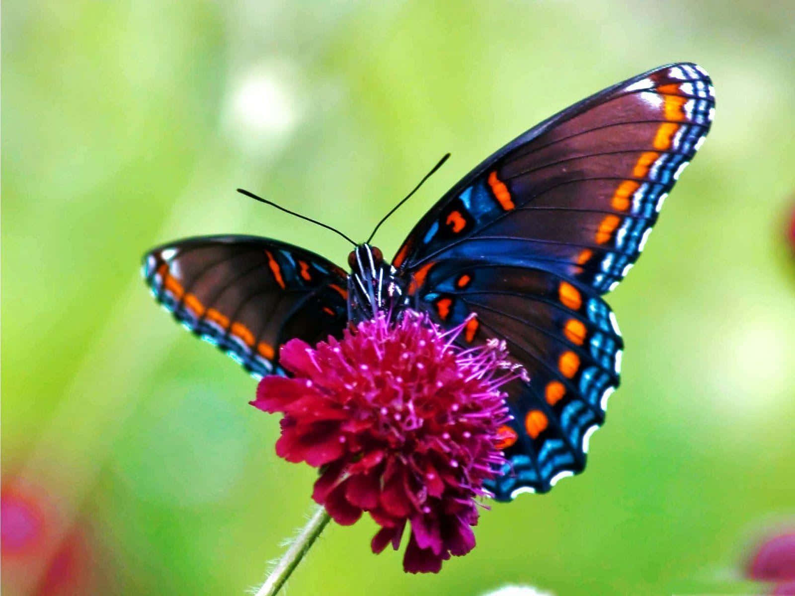 A beautiful butterfly resting on a pink flower Wallpaper