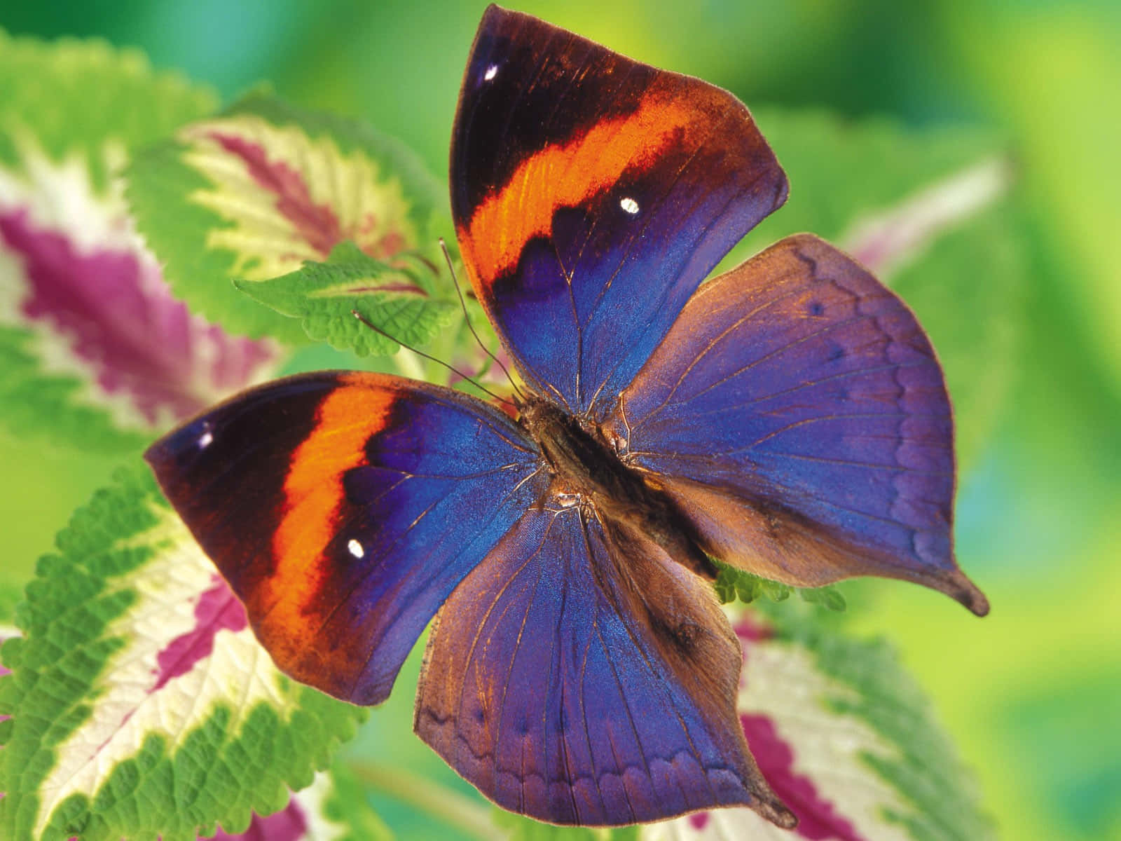 The beauty of a butterfly stands out with vibrant colors Wallpaper
