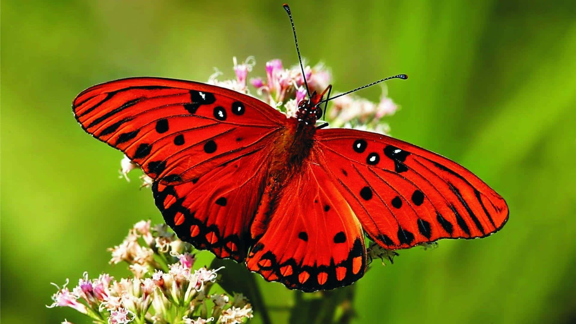 A Vibrant Swallowtail Butterfly Wallpaper