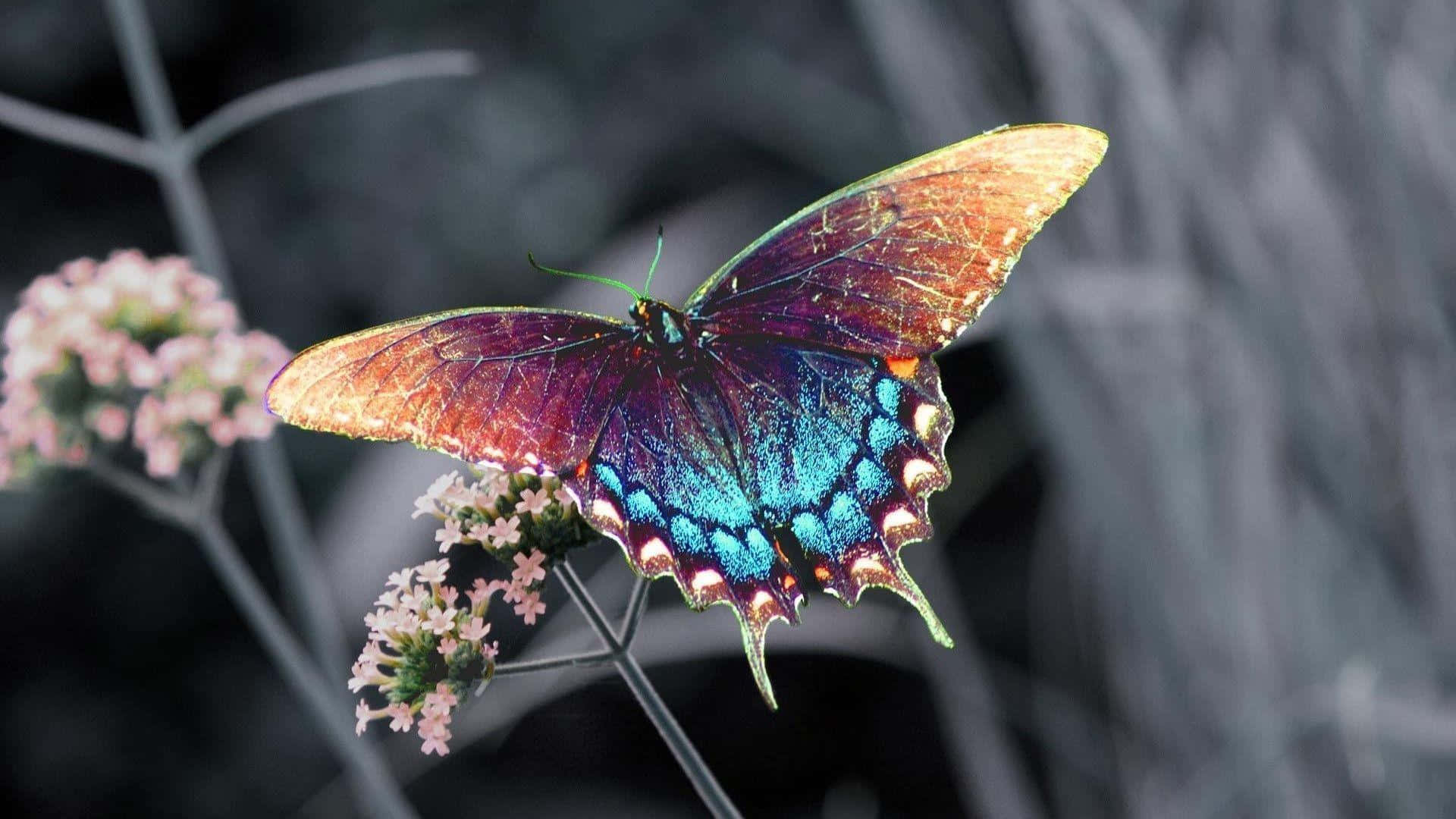 Colorful butterfly exploring a flower in nature Wallpaper
