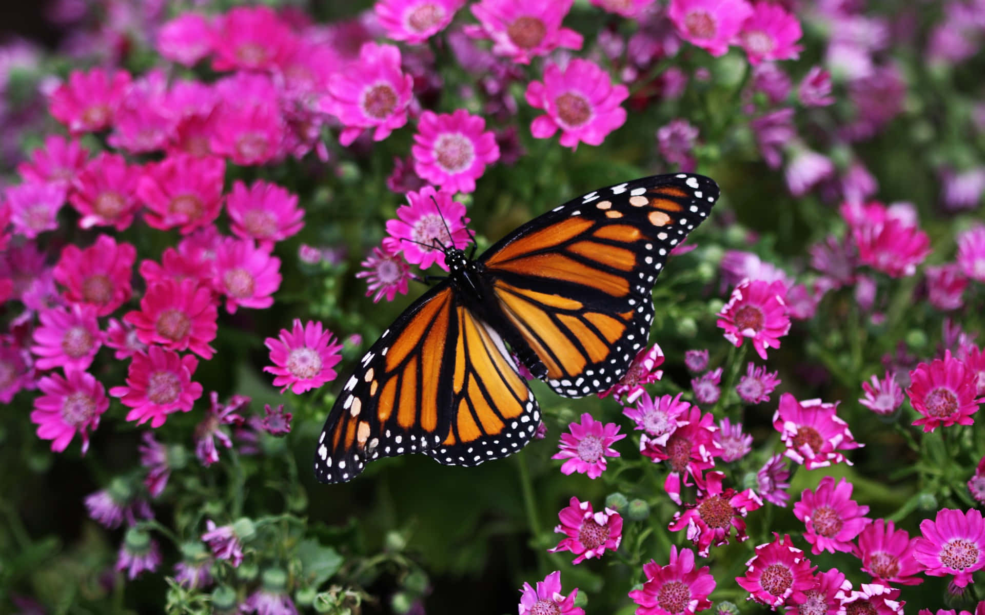 Beautiful butterfly resting on a flower Wallpaper