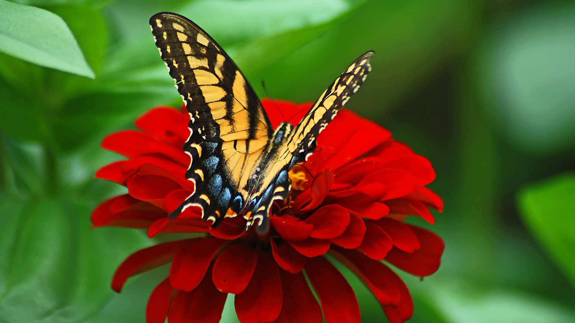 Download Butterfly Photos 3840 X 2160 Wallpaper Wallpaper | Wallpapers.com