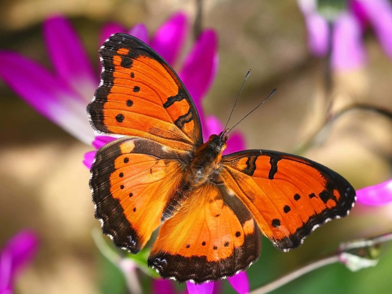 Colorful butterfly resting on a flower in the sun
