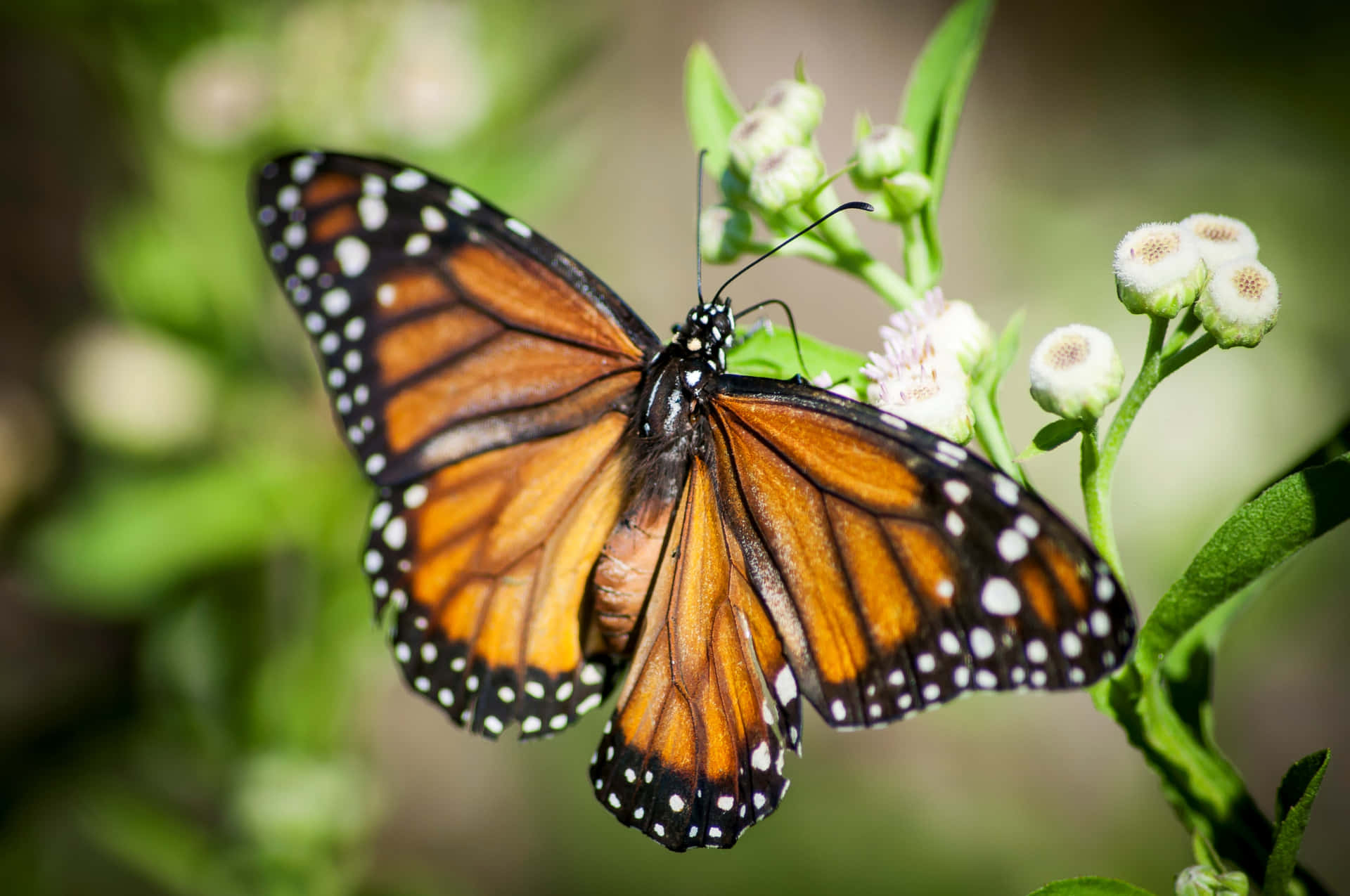 “A vibrant orange butterfly taking flight”