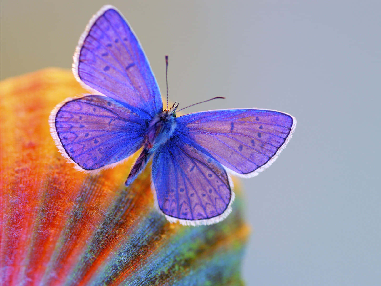 Einwunderschöner Schmetterling Schwebt Anmutig Durch Den Himmel.