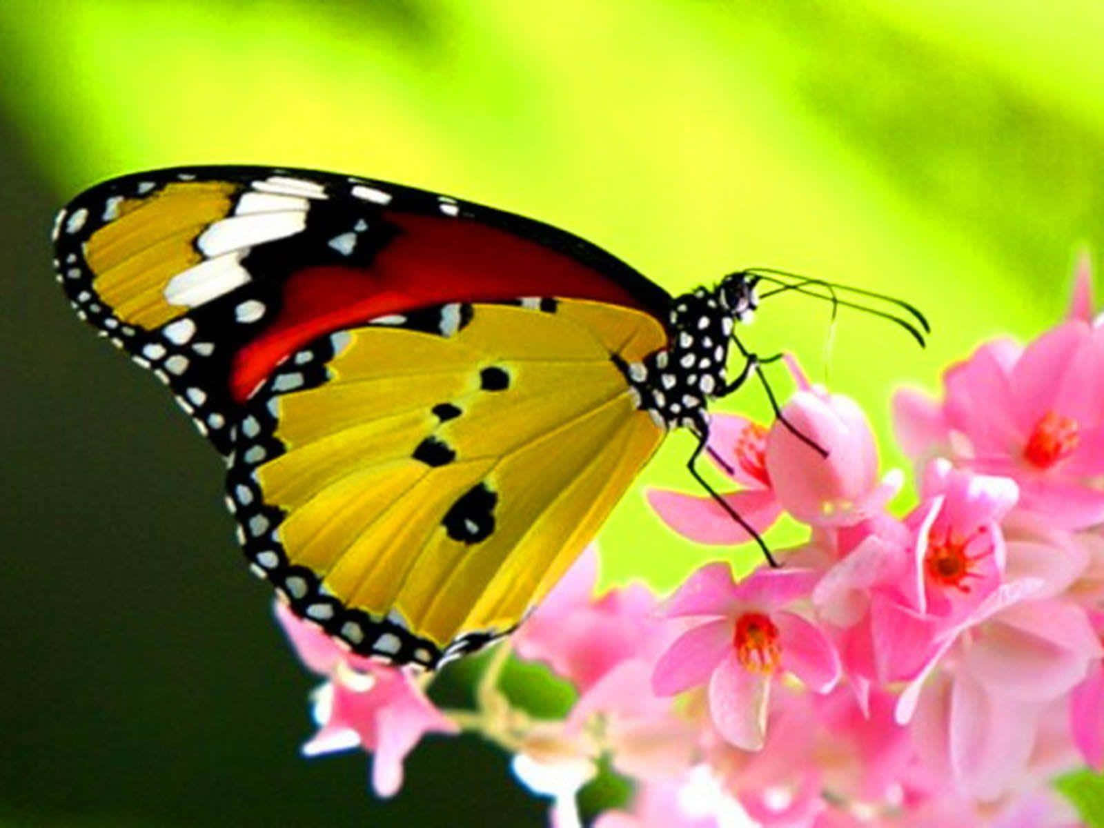 Unahermosa Mariposa Amarilla Y Morada Descansando Sobre Una Flor Rosa Y Blanca.