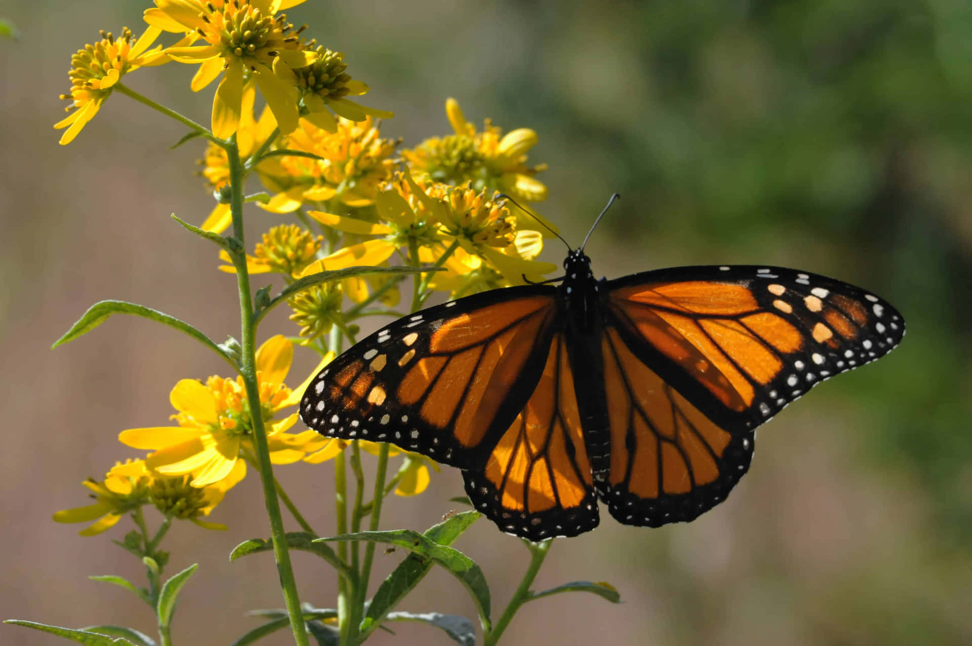 Monarch Butterfly On Yellow Flowers