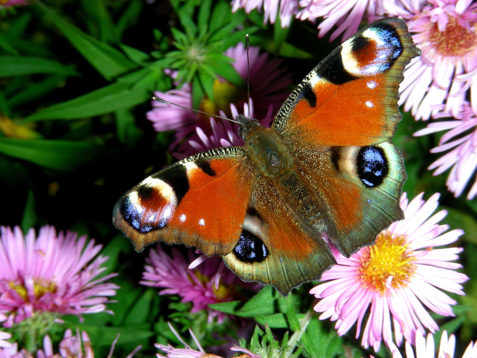Colorful Butterflies Fluttering in Meadow