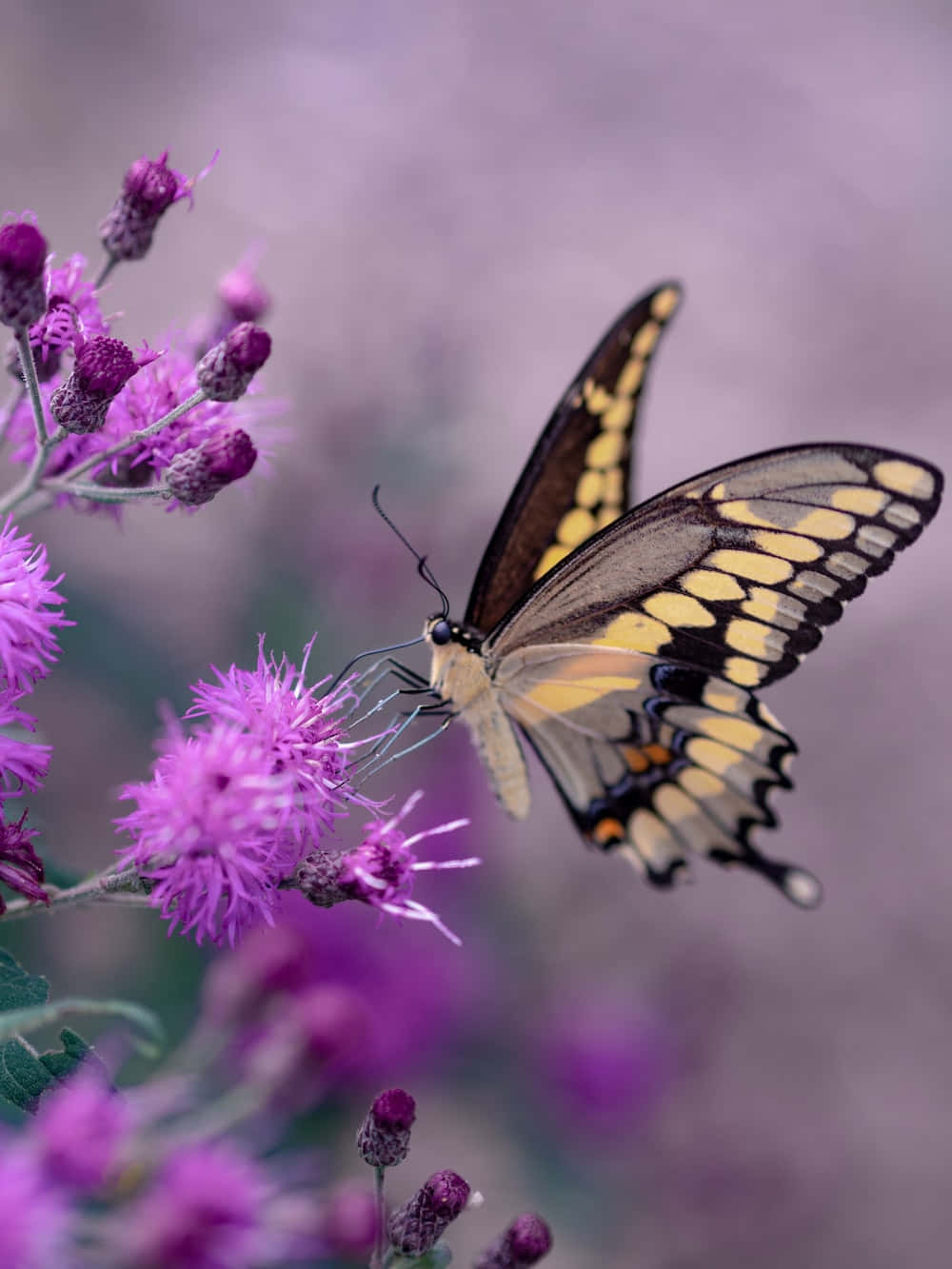 Einunverzichtbares Bild Von Einem Wunderschönen Schmetterling.