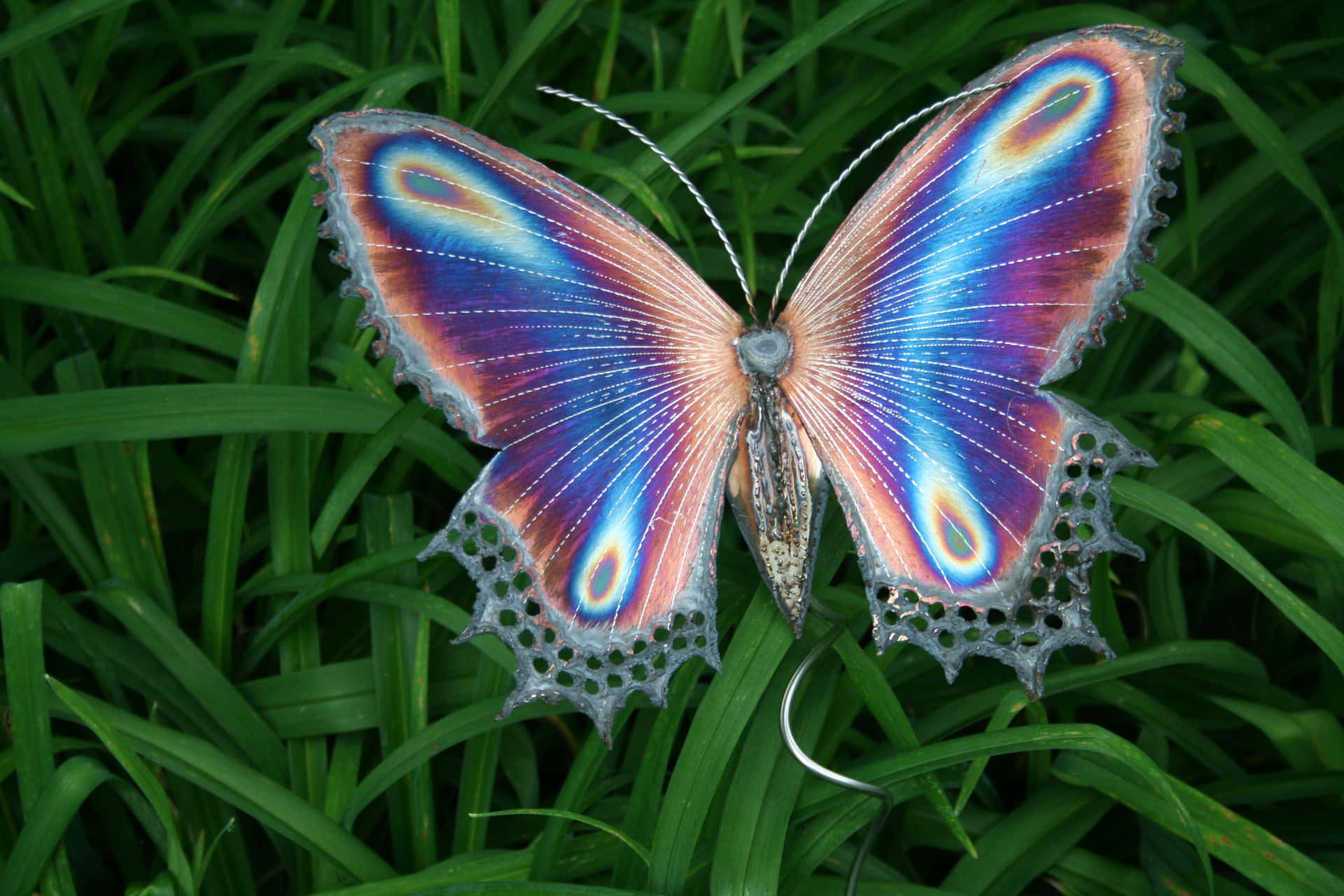 Fluttering Beauty