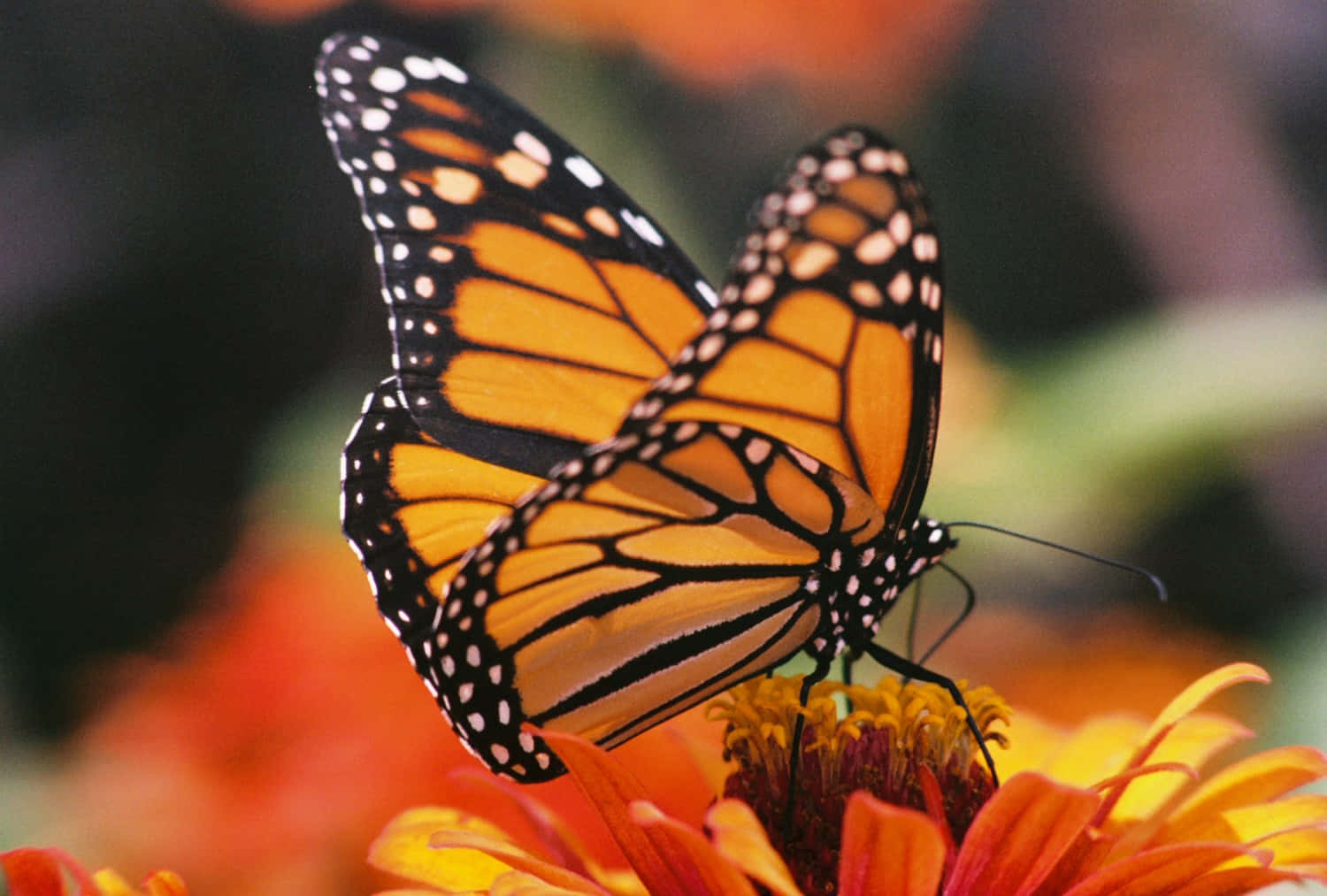 Undestello De Una Hermosa Mariposa, Volando Entre Dos Exuberante Flora.