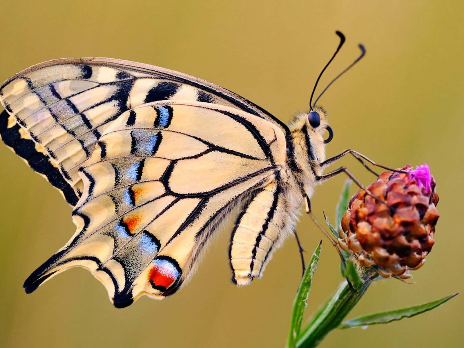 Brilliantfarbiger Schmetterling