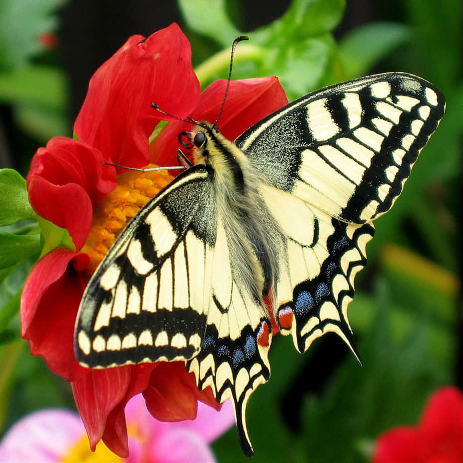 Two vibrant butterflies fluttering gracefully