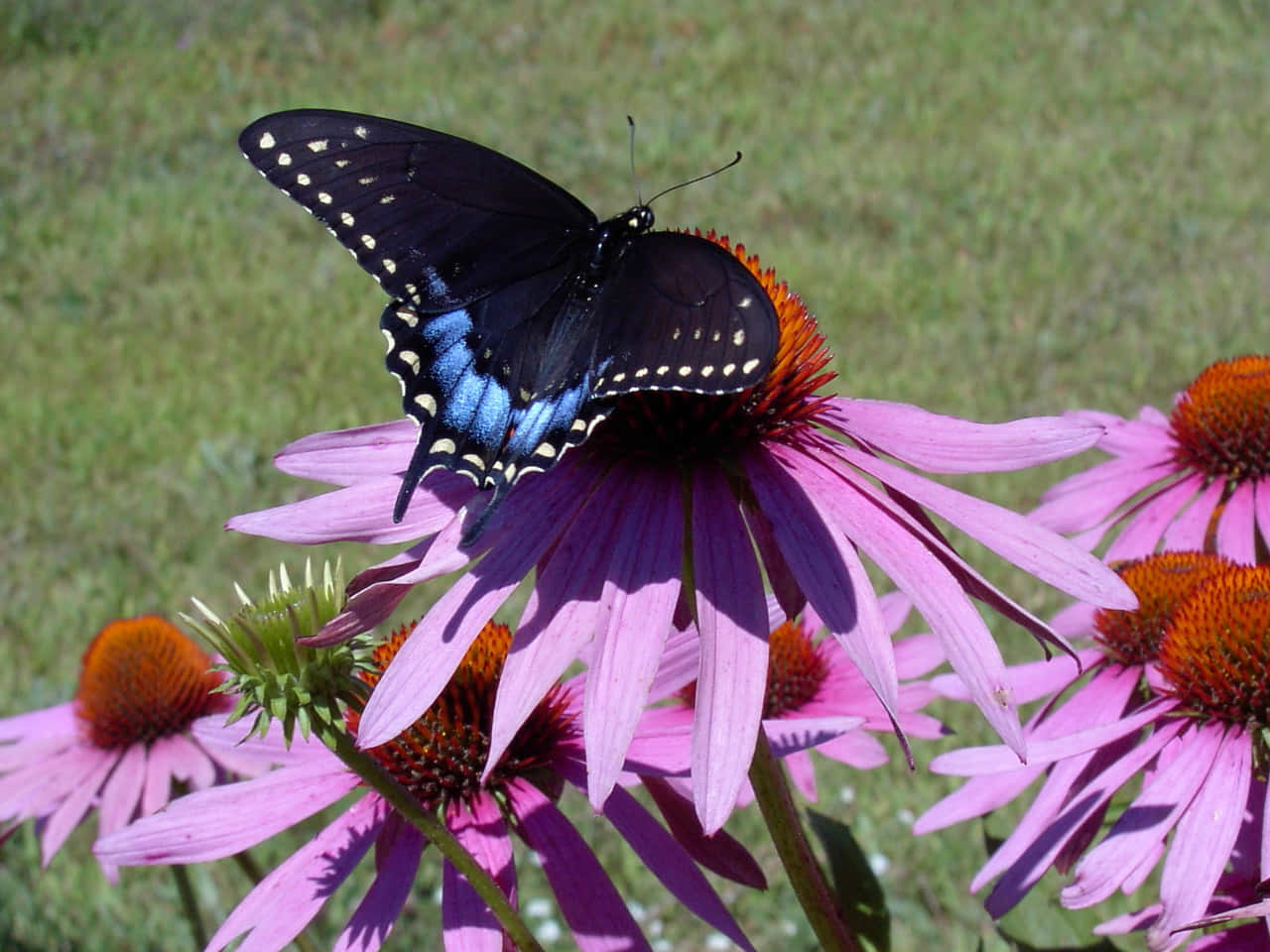 Schönergelber Schmetterling Sitzt Auf Blauer Blume