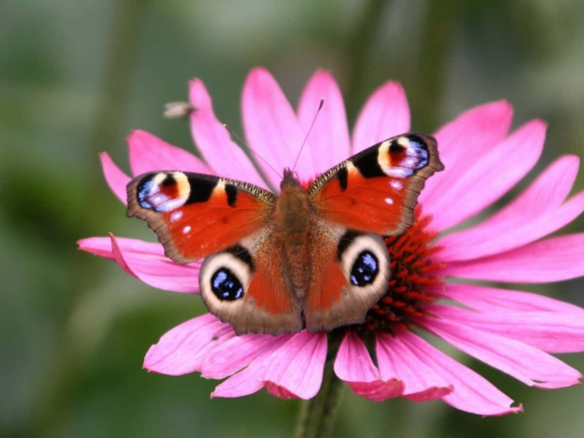Einwunderschöner Schmetterling Erkundet Seine Farbenfrohe Umgebung.