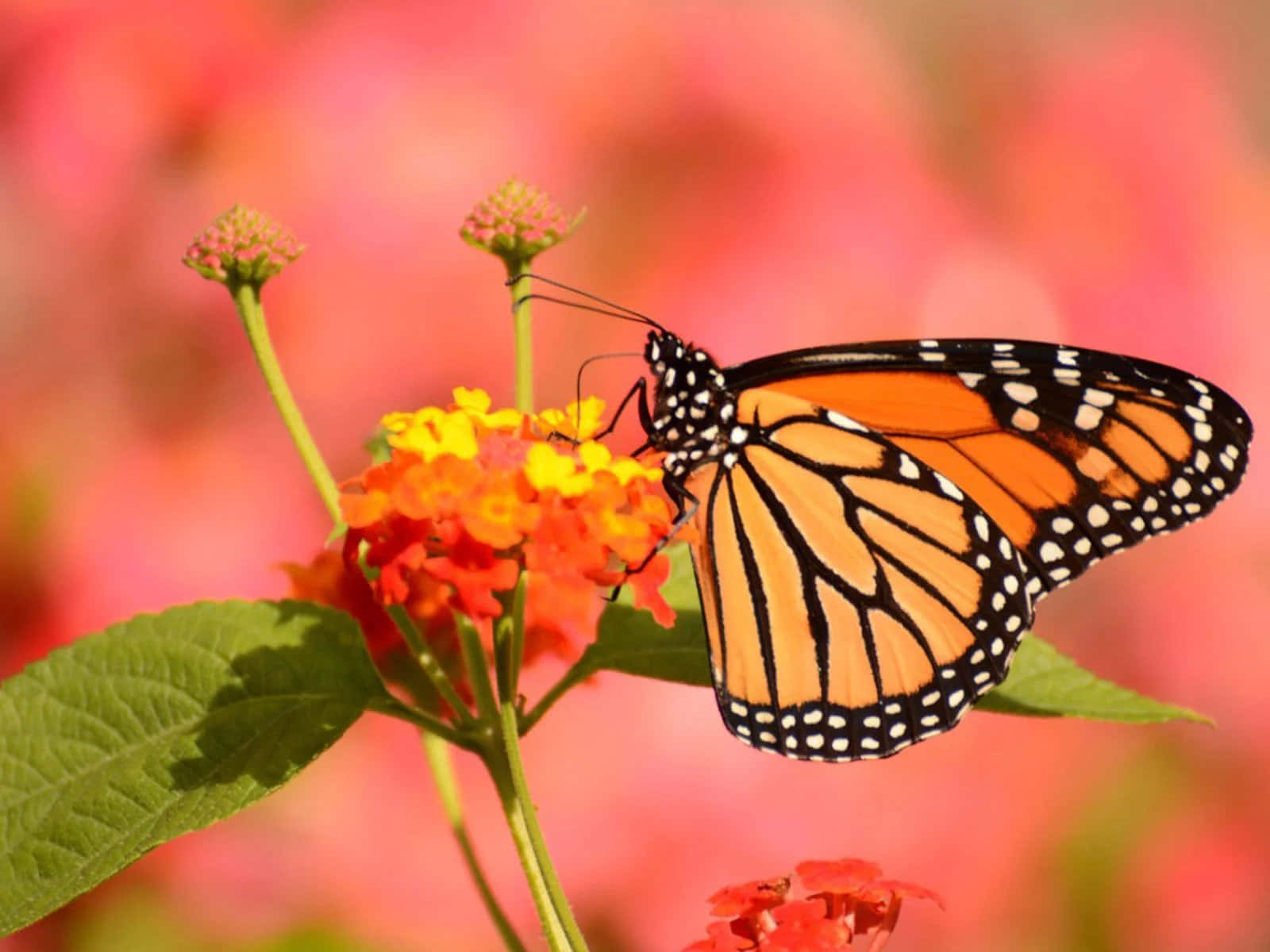 “A beautiful monarch butterfly extends its wings”