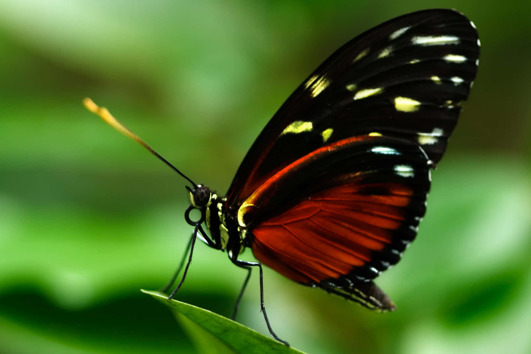 A butterfly in profile, fluttering wings in delight