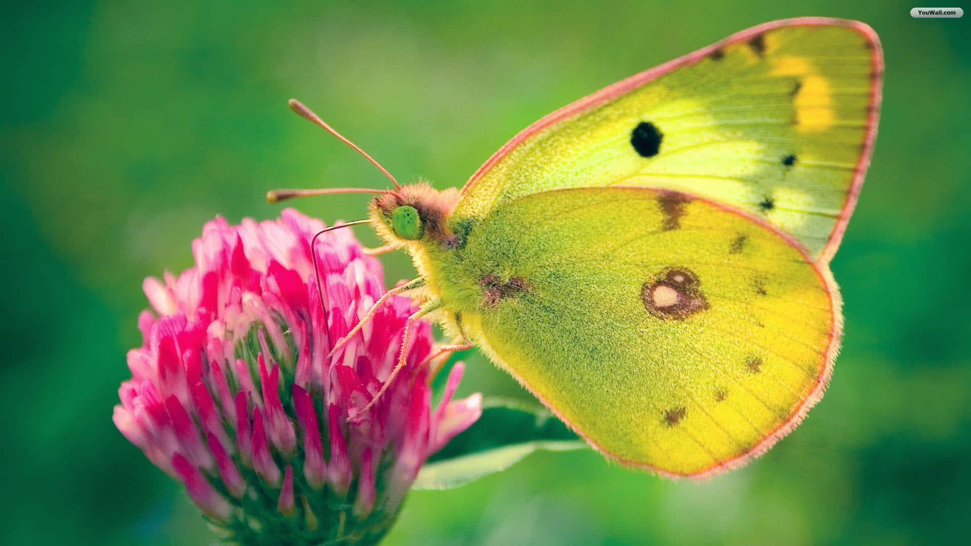 'icolori Della Natura Brillano In Questo Profilo Di Farfalla'