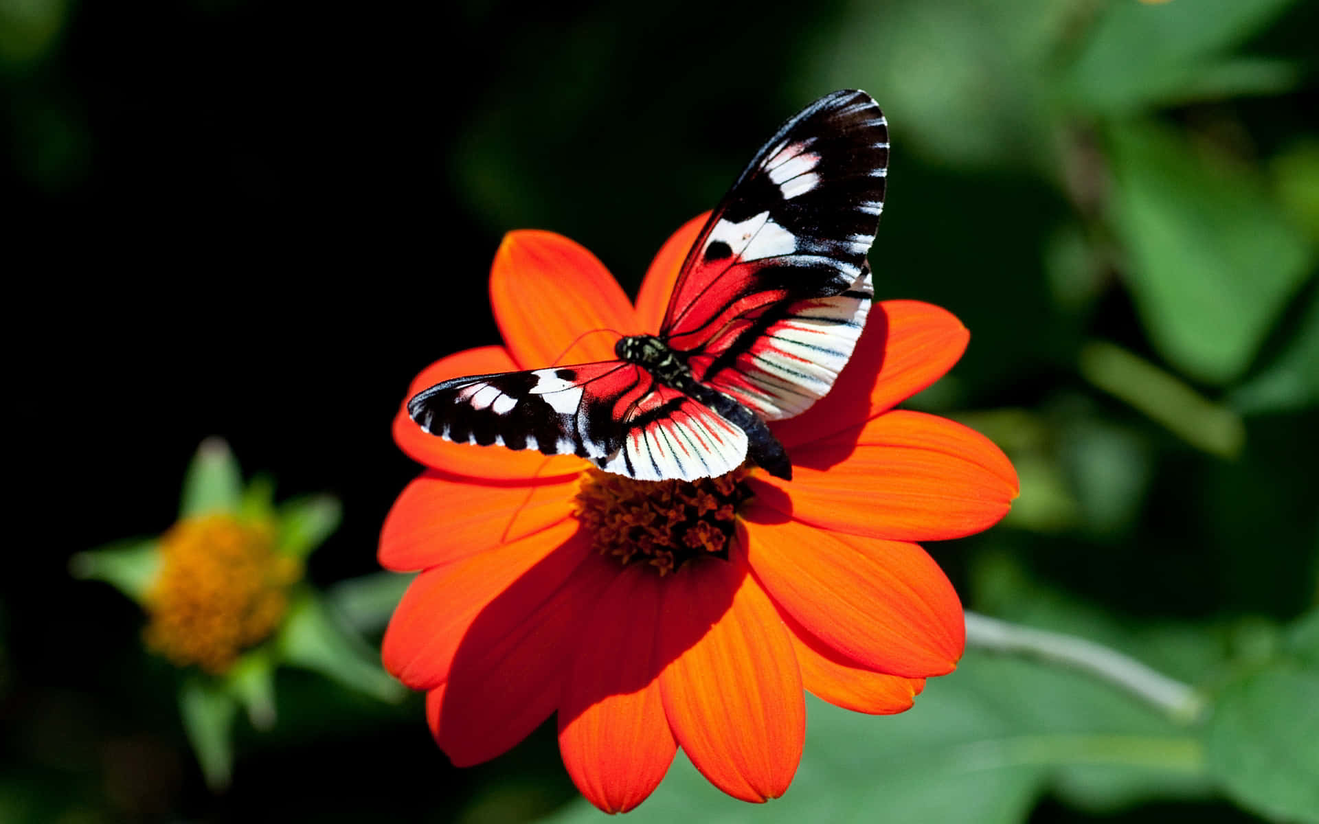Un'occhiataravvicinata A Una Farfalla Dai Colori Vivaci