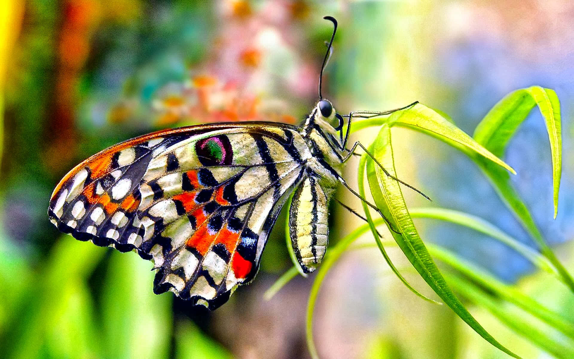 A beautiful butterfly profile