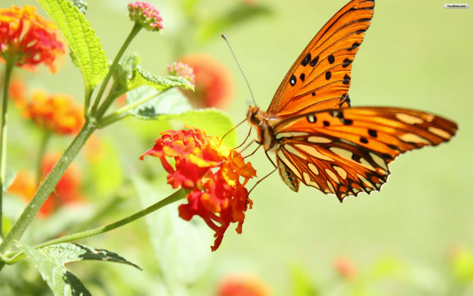 Closeup of Beautiful Butterfly Profile