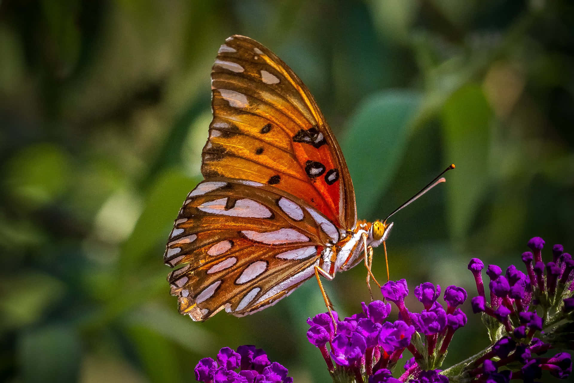 "A beautiful azure-winged butterfly perched on a flowering bush"