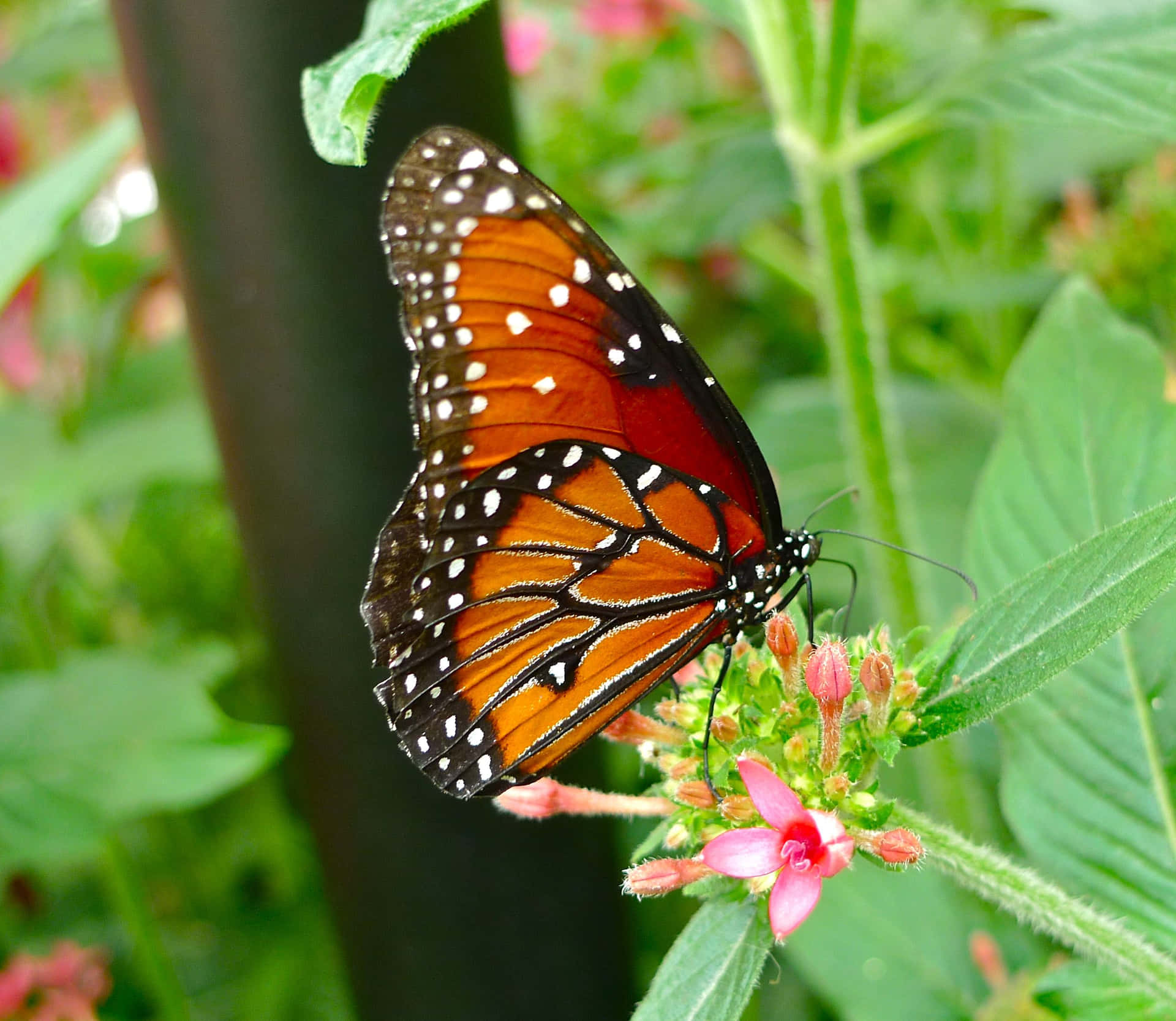 Primerplano De Una Mariposa Monarca.