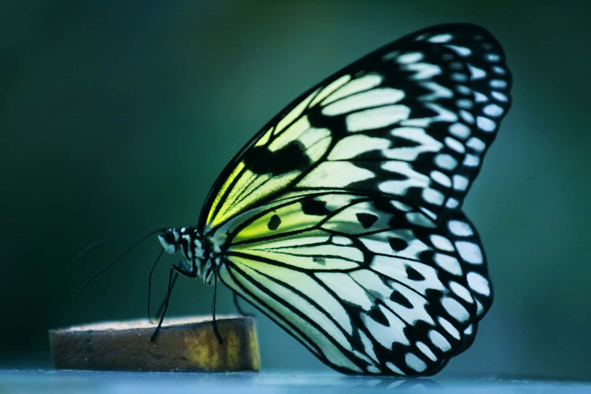 Butterfly Profile Pictures 3888 X 2592